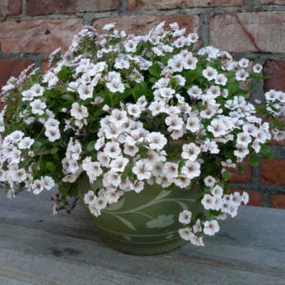 Gypsophila Cerastioides 'Pretty Maid'