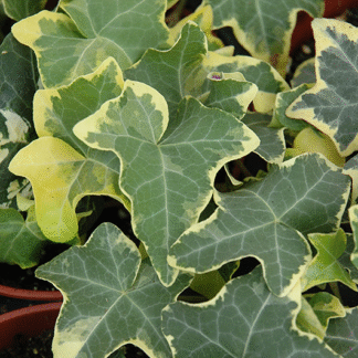 Hedera Helix Yellow Ripple