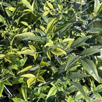 Nandina Domestica Lemon-Lime - Brightly Coloured Heavenly Bamboo - Large Specimen