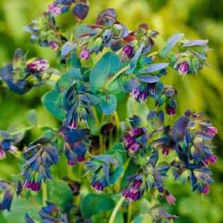 Cerinthe Major 'Purpurascens'