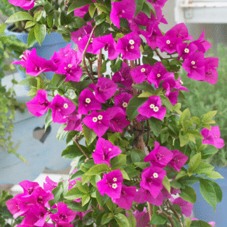 Large Climbing Bougainvillea - Circa 5-6ft Tall
