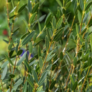 Phillyrea Angustifolia