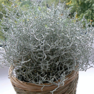 Calocephalus (Leucophyta) Brownii - Silver Threads