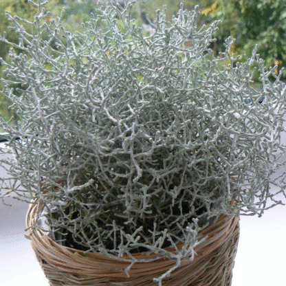 Calocephalus (Leucophyta) Brownii - Silver Threads