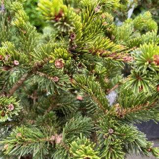 Picea Pungens 'Lucky Strike'