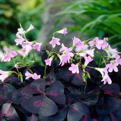 Oxalis Triangularis 'Sunny'