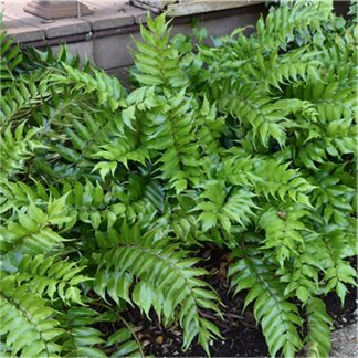 Cyrtomium Falcatum 'Rochfordianum' - Holly Fern