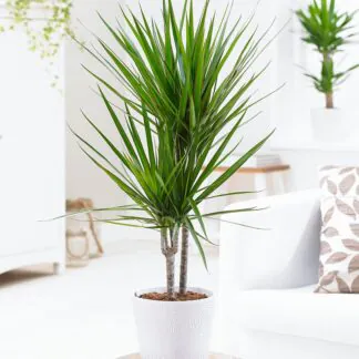 Dracaena Marginata - Large 100-130cm