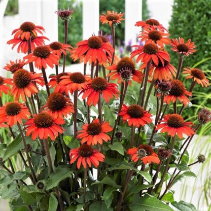 Echinacea Sunseekers Orange - Large Orange Cone Flower - in Bud & Bloom