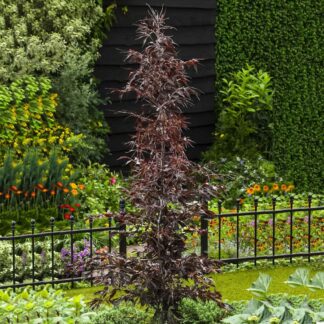 Fagus Sylvatica Midnight Feather - Large Specimen - Circa 220-250cm