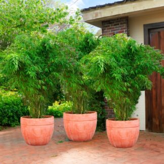 Large 100-120cm Tall Umbrella Bamboo - Fargesia Murieliae 'Rufa' - Pack of Three