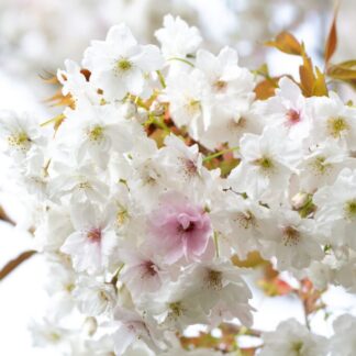 Prunus 'Fragrant Cloud' - Cherry Blossom Tree