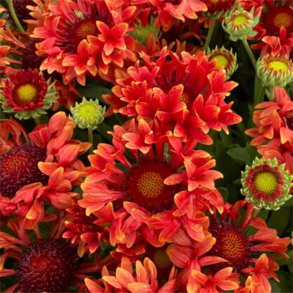 Gaillardia x Grandiflora ‘fanfare Serenade' - Blanket Flower