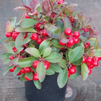 Gaultheria Procumbens - Partridge Berry Ground Cover Shrub - Pack of Three Plants