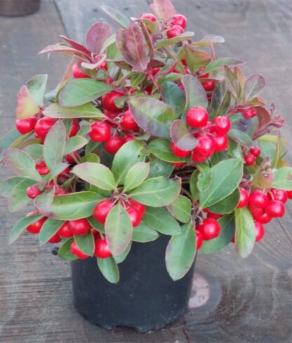 Gaultheria Procumbens - Partridge Berry Ground Cover Shrub - Pack of Three Plants