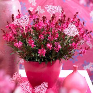 Gaura Lindheimeri 'Gaudi Red' - in Bud & Bloom