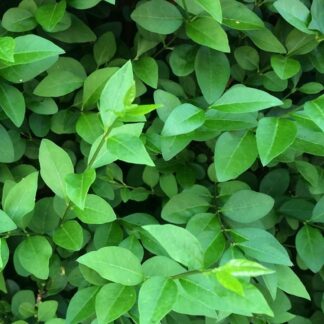 Green Privet Hedging - 60-80cm Ligustrum Ovalifolium