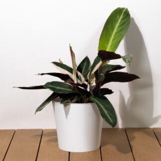 Calathea Stromanthe Sanguinea