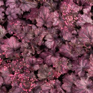 Heuchera Electric Plum