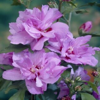 Pair of Patio Standard Hibiscus Trees - Ardens - Candy Floss Rose of Sharon