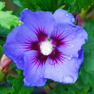 Hibiscus Syriacus Blue Bird - Marina Blue Hollyhock Tree - in Bud & Bloom