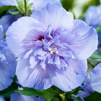 Hibiscus Syriacus Blue Chiffon - Double Flowered Tree Hollyhock