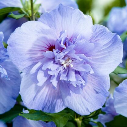 Hibiscus Syriacus Blue Chiffon - Double Flowered Tree Hollyhock