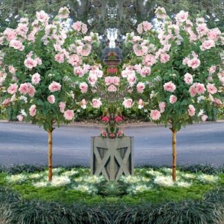Pair of Patio Standard Hibiscus Trees - Cotton Candy - Double Pink