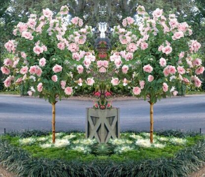 Pair of Patio Standard Hibiscus Trees - Cotton Candy - Double Pink