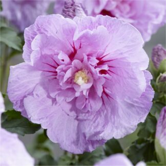 Hibiscus Syriacus Lavender Chiffon - Double Flowered Tree Hollyhock