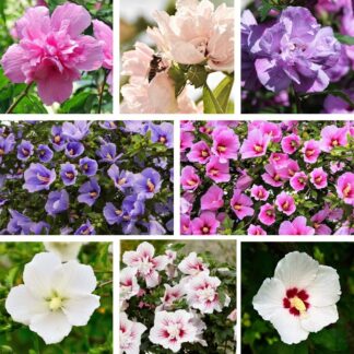 Three Plant Hibiscus Collection - in Bud & Bloom