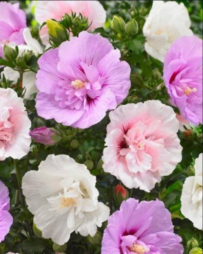 Hibiscus Chiffon Mosaic Multi-Colour Tree Hollyhock - Unique Ruffled Double Flowers
