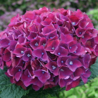 Hydrangea Purple Triumph - Giant Flowered Mauve Mophead Hydrangea - XXXL Plants