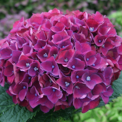 Hydrangea Purple Triumph - Giant Flowered Mauve Mophead Hydrangea - XXXL Plants