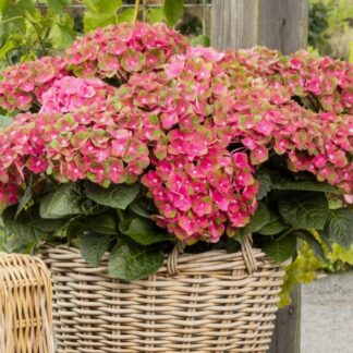 Hydrangea Rembrandt Rosso Glory