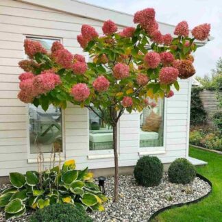 Hydrangea Paniculata Sundae Fraise - Large Lollipop Standard Tree - Circa 100-150cm Tall