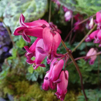 Dicentra Amore Rose