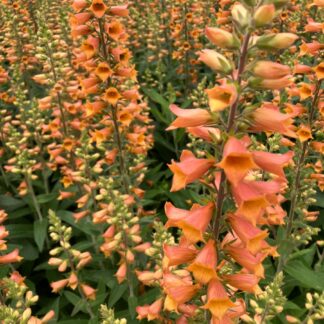 Digitalis ‘firecracker’ - Orange Foxglove
