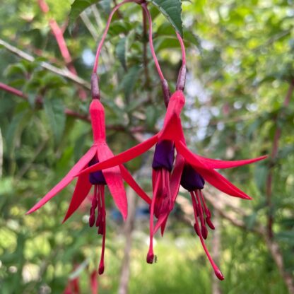 Fuchsia Magellanica