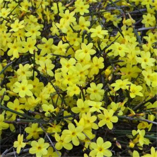 Jasminum Nudiflorum - Winter Jasmine - in Bud & Bloom - Bright Yellow Flowering Winter Jasmine