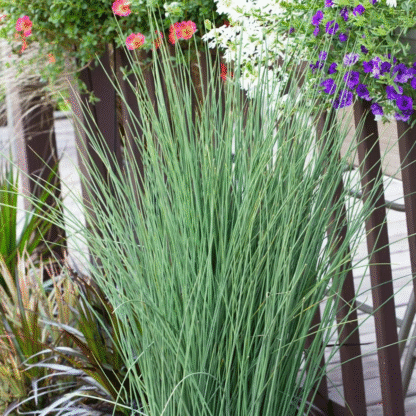 Juncus Inflexus 'Blue Arrows'