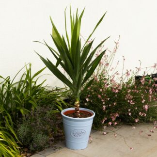 Large Yucca Elephantipes - Patio Palm Tree - Circa 80-100cm