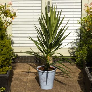 Large Yucca Elephantipes Elmila - Palm Tree - Circa 100-120cm