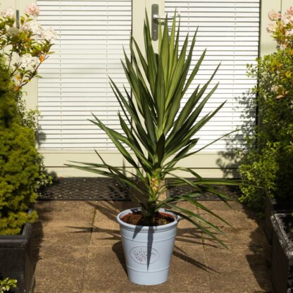 Large Yucca Elephantipes Elmila - Palm Tree - Circa 100-120cm