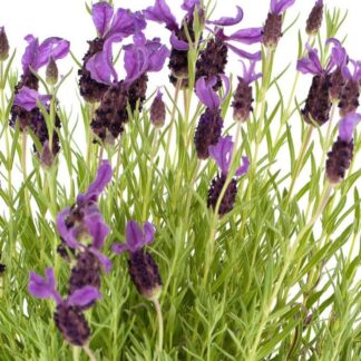 Lavender Stoechas Great Adventure - French Lavender in Bud & Bloom