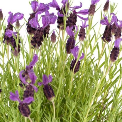Lavender Stoechas Great Adventure - French Lavender in Bud & Bloom