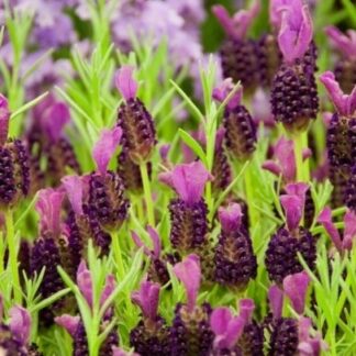 Lavender - Lavendula Stoechas Blue Star - in Bud & Bloom