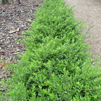 Lonicera Maigrun - Maygreen - Perfect Evergreen Ground-Cover or Hedging
