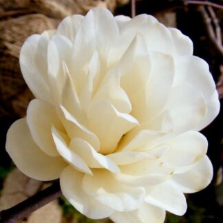 Magnolia × Loebneri 'Mag's Pirouette'