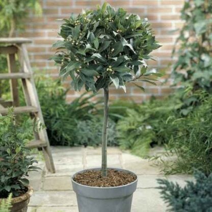 Giant Lollipop Bay Tree - Laurus Nobilis - Large XXXL Specimen Circa 170-190cm Tall